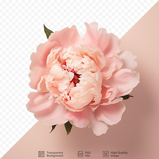 Peony with petals arranged isolated on transparent background