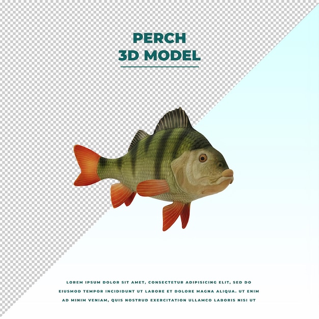 Perch fish isolated