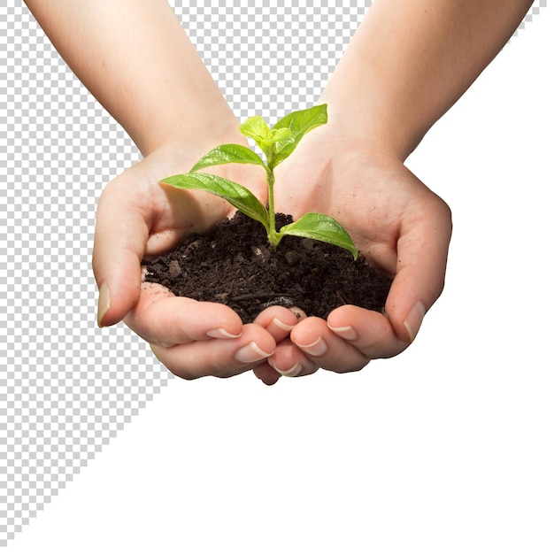 植物を手に持っている人 PNG 透明