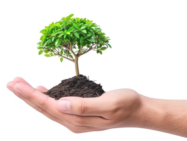 PSD person holding small tree in hand