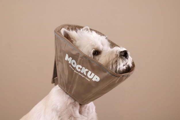 pet accessories brand mockup