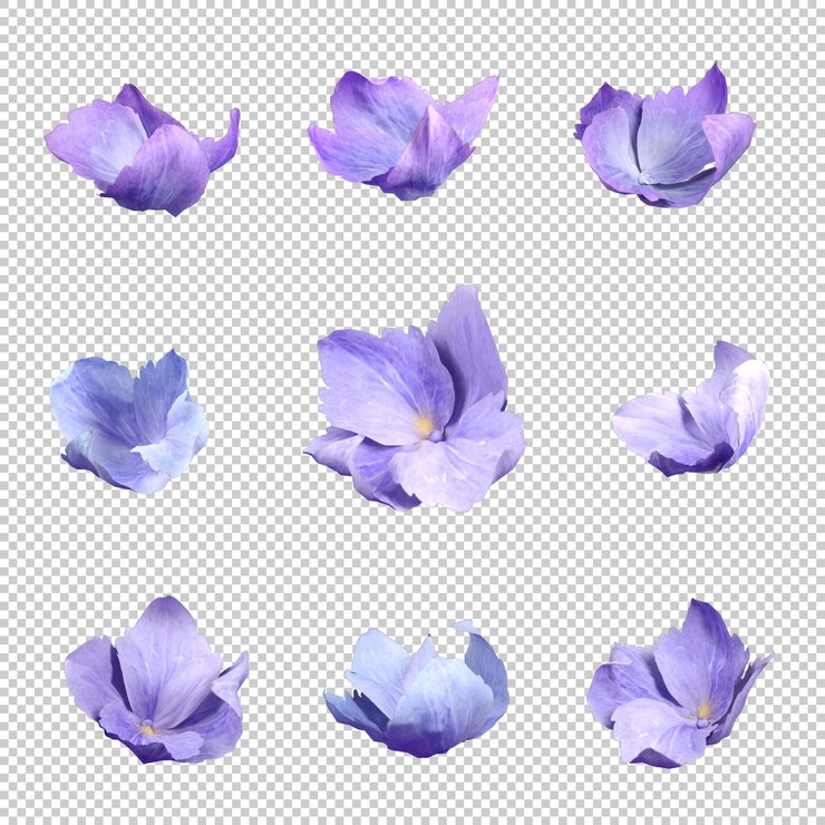 花びらの花の動きの落下の流れは透明な背景の 3 d レンダリングを切り取る