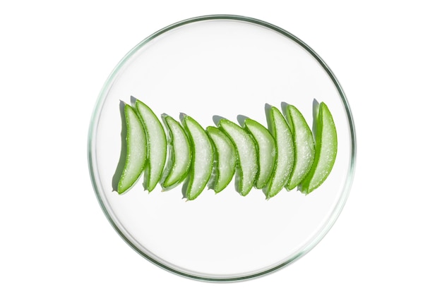 PSD petri dish isolated on empty background aloe vera slices in a petri dish