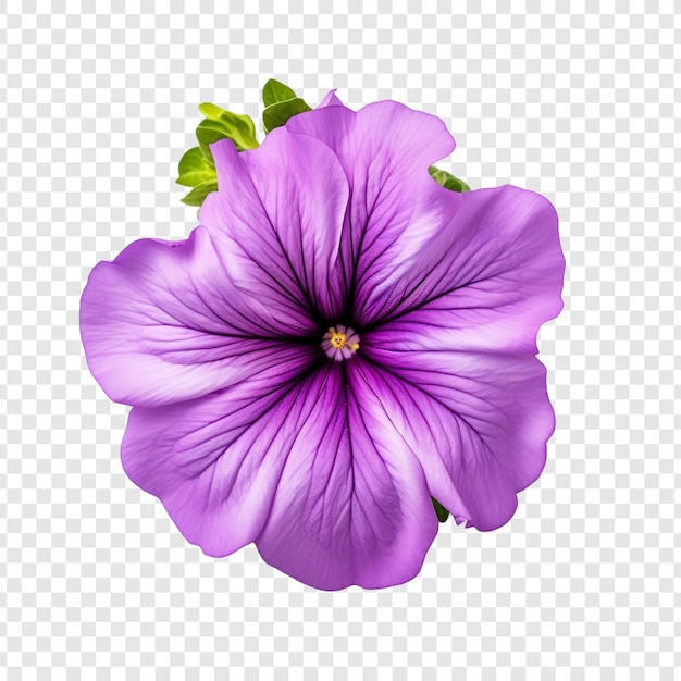 PSD petunia bloem png geïsoleerd op transparante achtergrond