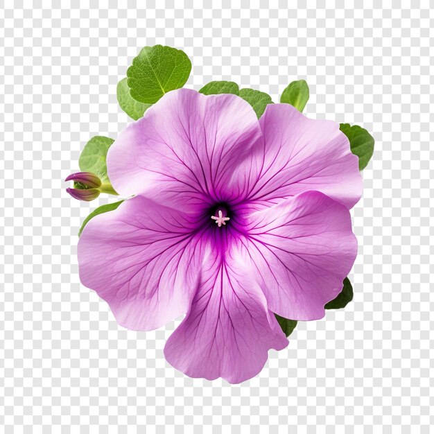 PSD petunia flower isolated on transparent background