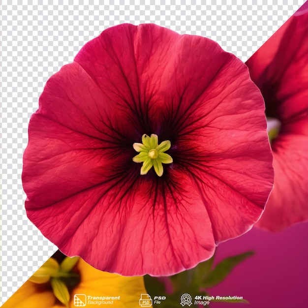 PSD petunia flowers magnified in macro photography isolated