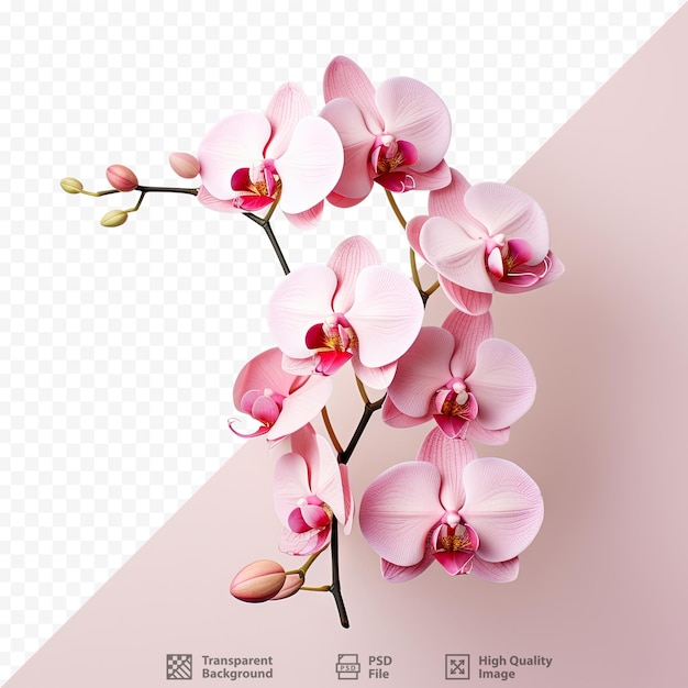 Phalaenopsis orchids in pink isolated on transparent background