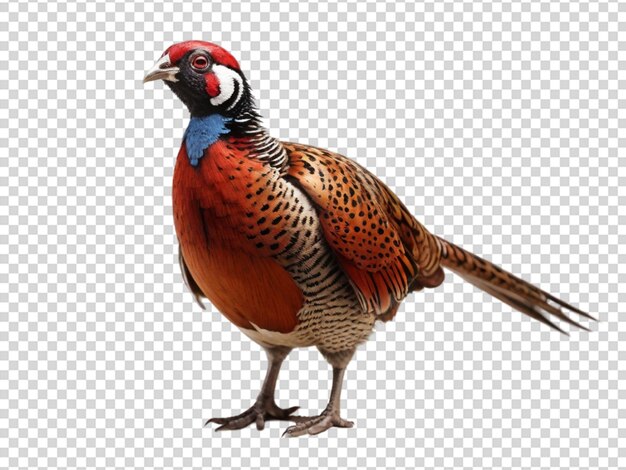 Pheasant on transparent background