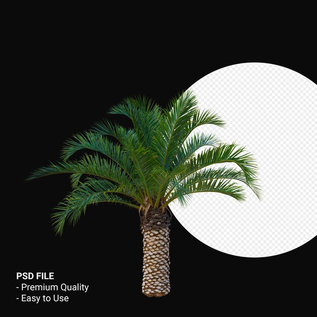 PSD phoenix canariensis 3d render isolated