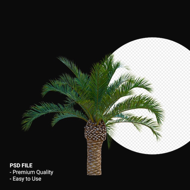 Phoenix canariensis 3d render isolated