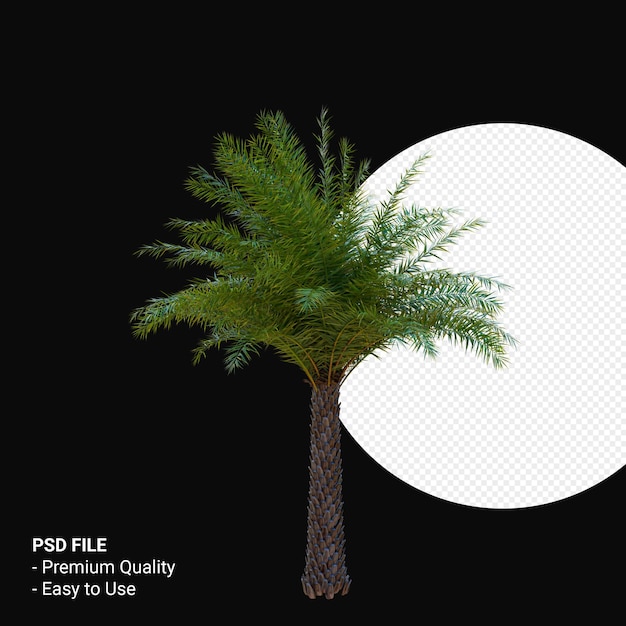Phoenix canariensis 3d render isolated