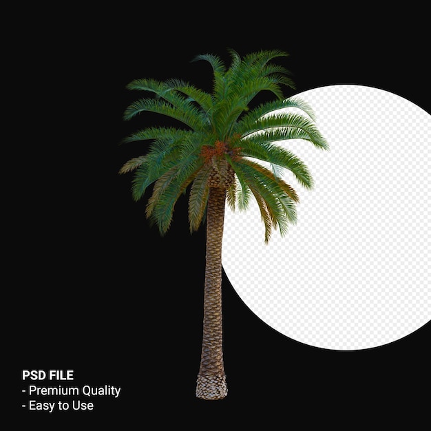 Phoenix canariensis 3d render isolated