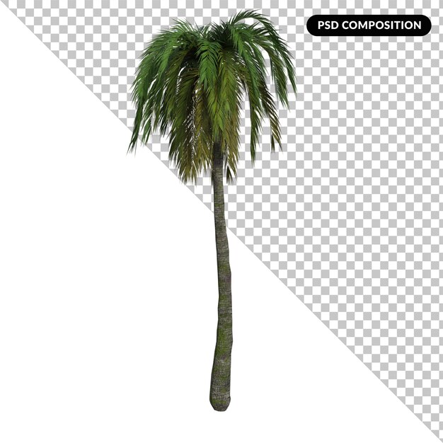 PSD phoenix canariensis big isolated 3d