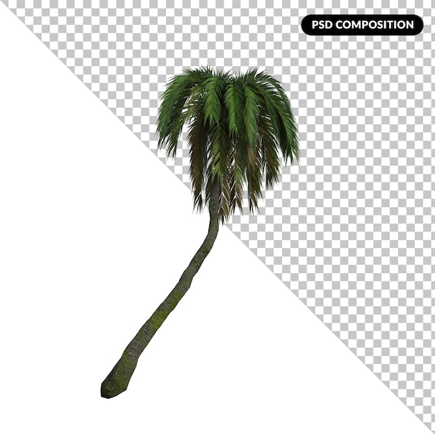 피닉스 Canariensis 큰 고립 된 3d