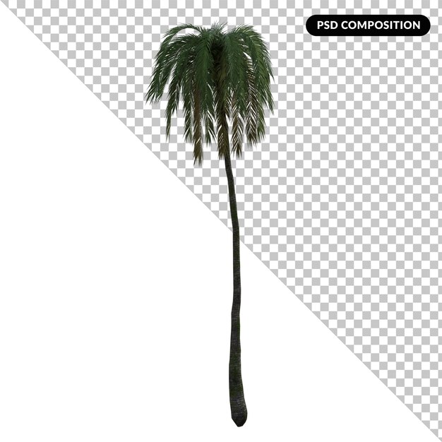 PSD phoenix canariensis big