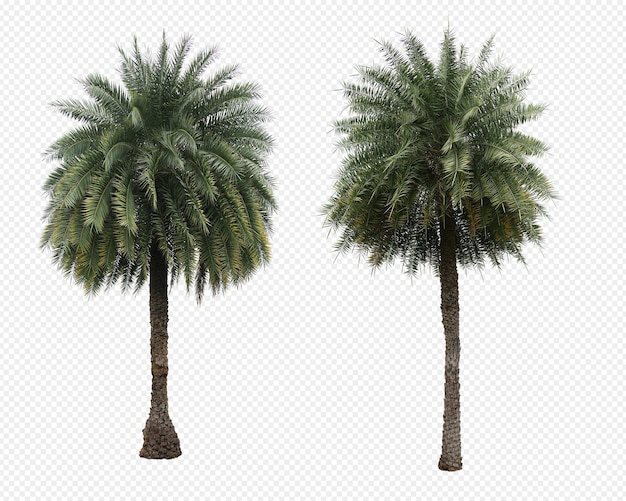 PSD phoenix dactylifera palms tree set isolated