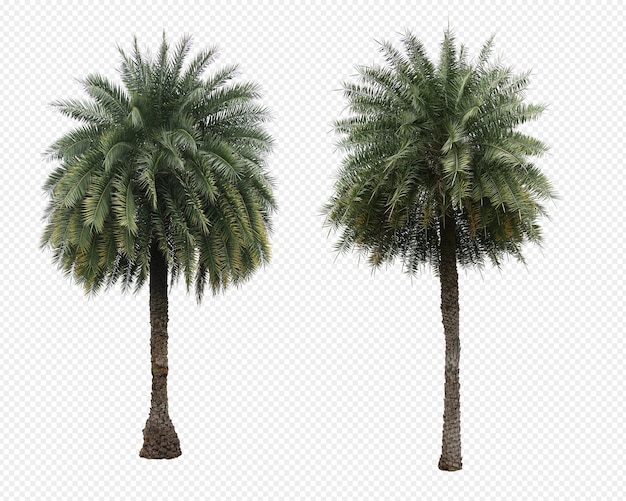 Phoenix dactylifera palme albero set isolato