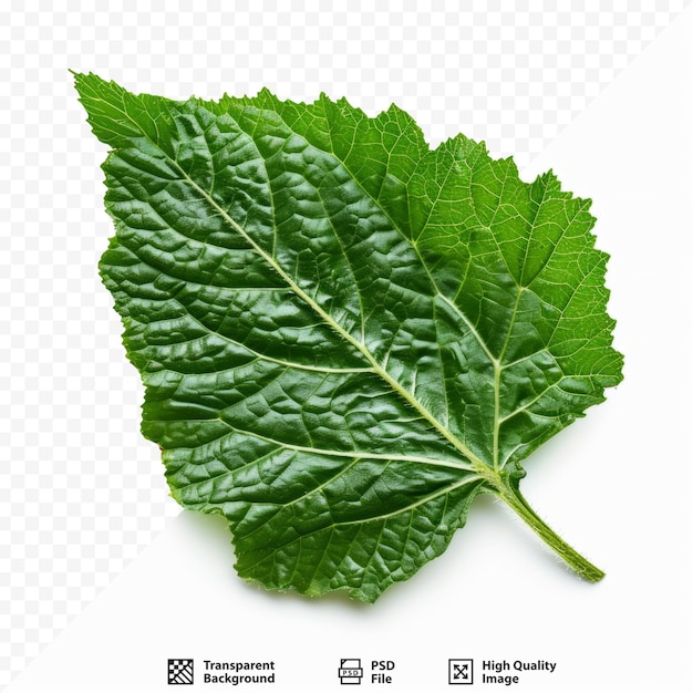 PSD photo of bitter melon leaf on white isolated background