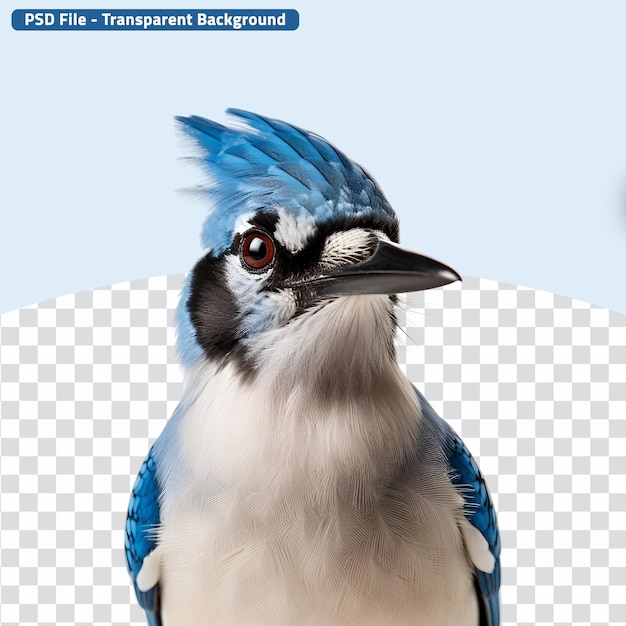 PSD photo of a blue jay birds half body in close up