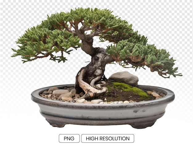 Photo of a bonsai tree in a large shallow round pot with a transparent background