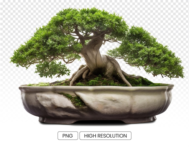 PSD photo of a bonsai tree in a round shallow pot with a transparent background