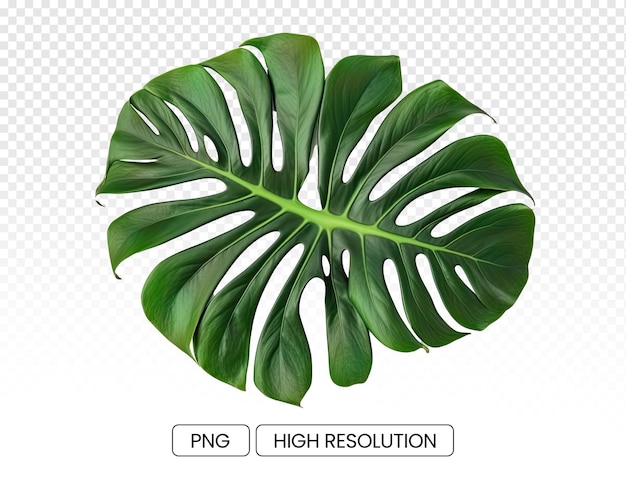 Photo of green monstera leaves transparent