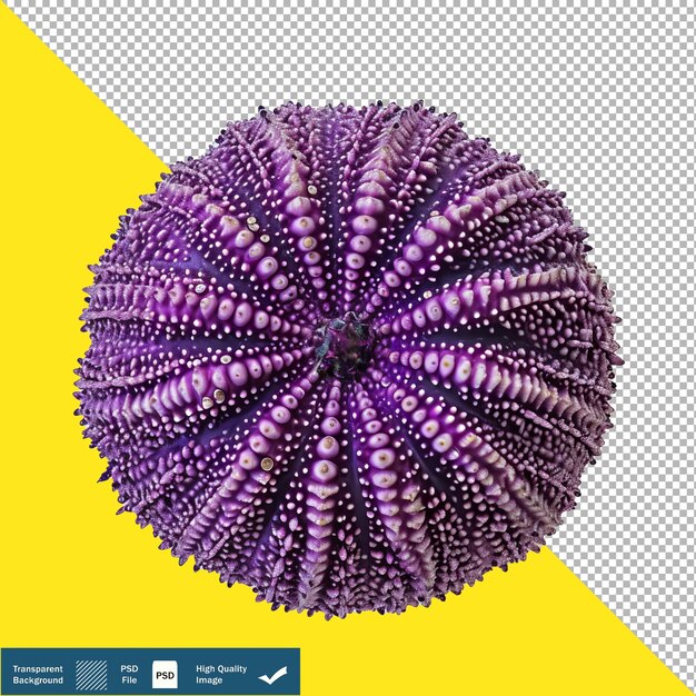 A photo image of a sea urchin on a white background transparent background png psd