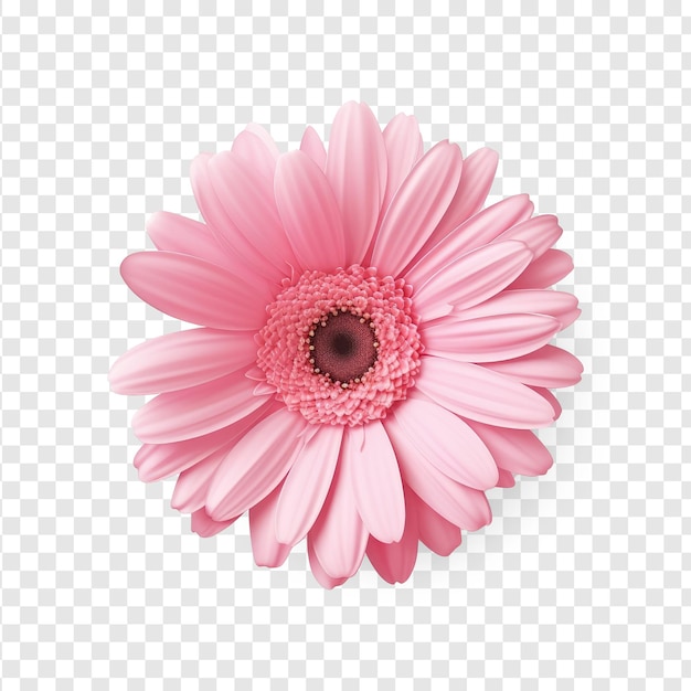 PSD foto realistica del capolino singolo sopraelevato di una margherita gerbera isolata su sfondo trasparente ps