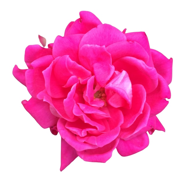 PSD photograph of pretty magenta pink rose flower