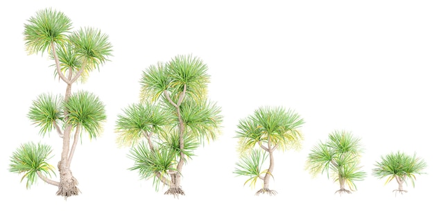 PSD 透明な背景に描かれたドラケナ・コチンチンシス (dracaena cochinchinensis) の3dレンダリング