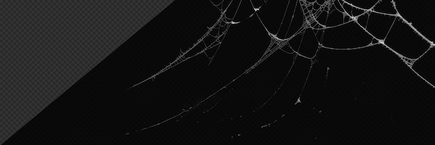 Photorealistic Cobweb