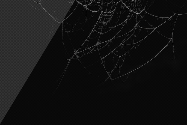 PSD photorealistic cobweb