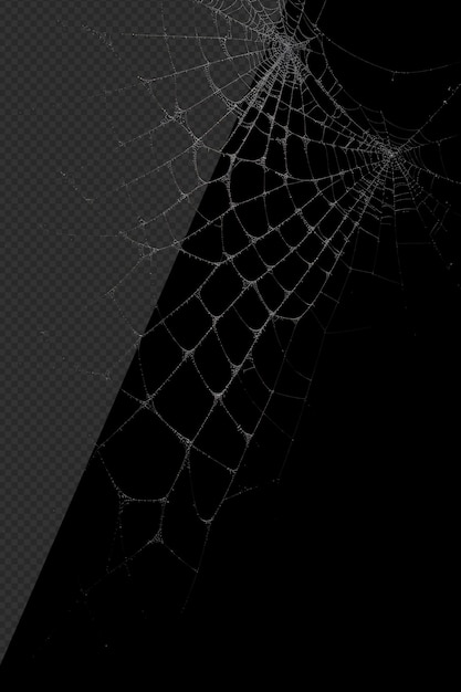 Photorealistic cobweb