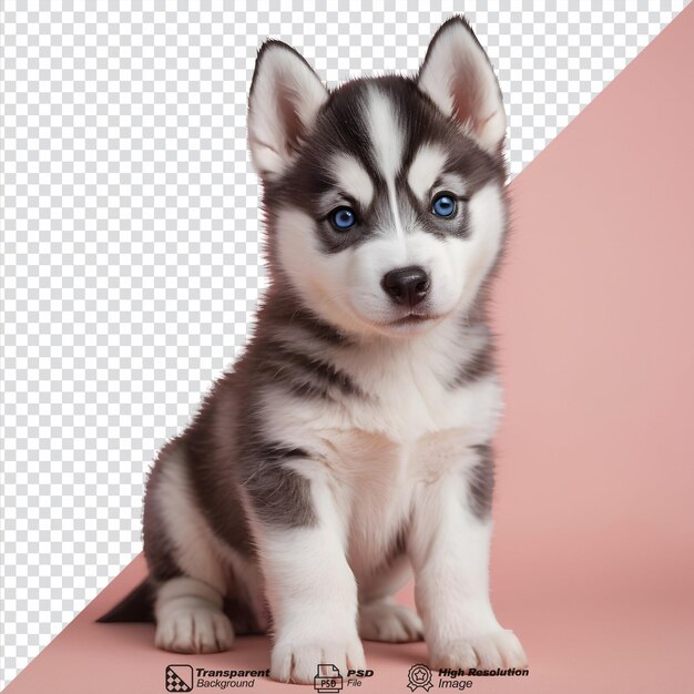 Picture of an adorable husky puppy isolated