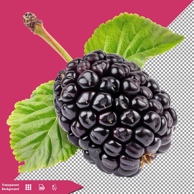 PSD a picture of a black berry with the word black on it