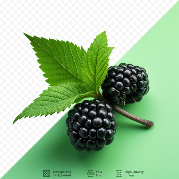 A picture of blackberries with a green leaf.