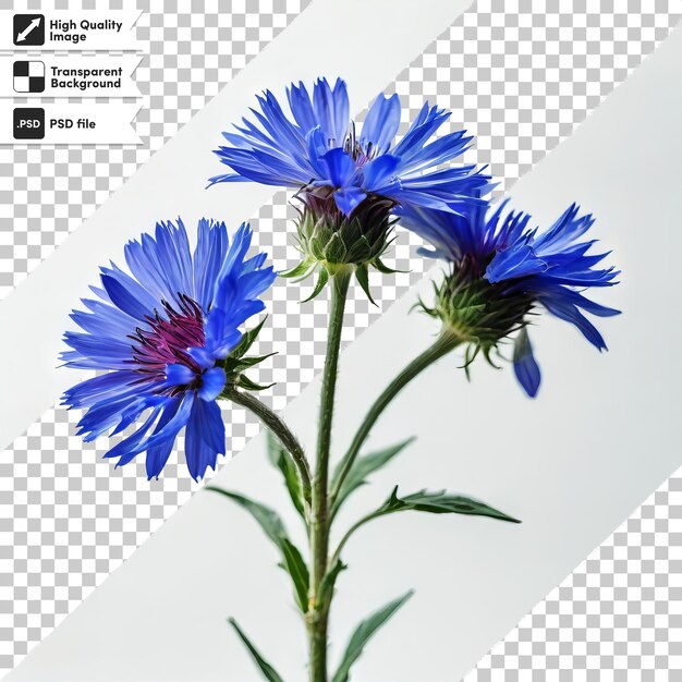 PSD una foto di un fiore blu che dice l'ora di 3 00