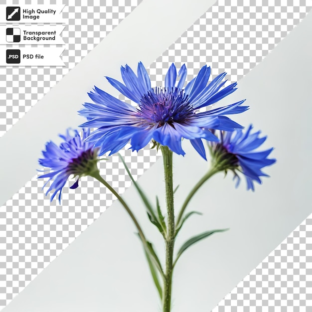 A picture of a blue flower that says  the title  on it