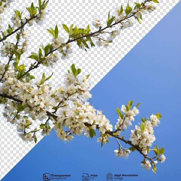 a picture of a branch of a flowering tree isolated