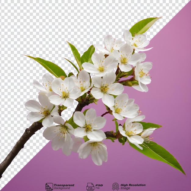 a picture of a branch of a flowering tree isolated