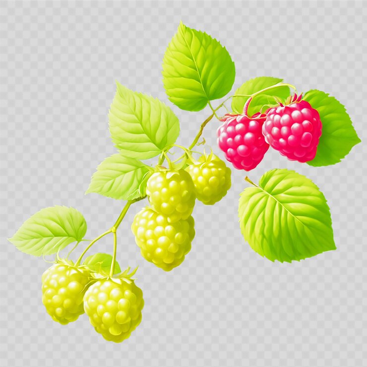 PSD a picture of a bunch of raspberries with a green leaf