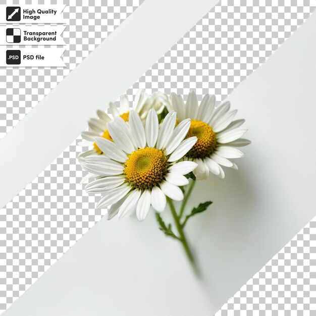 PSD a picture of daisies with a picture of a flower on the bottom