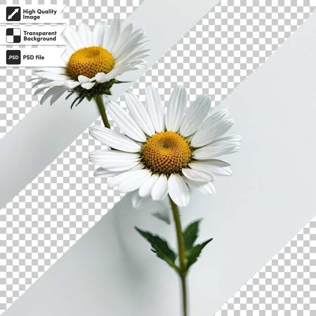 A picture of daisies with the words  f d  on it