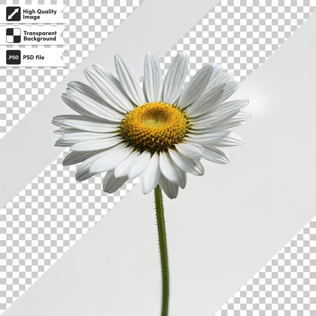 PSD a picture of a daisy with a picture of a flower on it