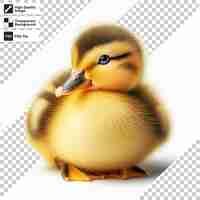 PSD a picture of a duck that has the word duck on it