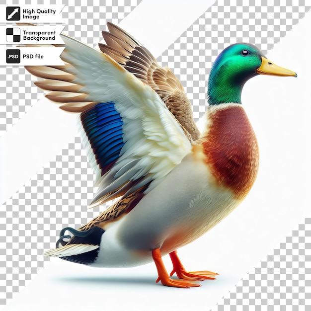 PSD a picture of a duck with a green head and wings