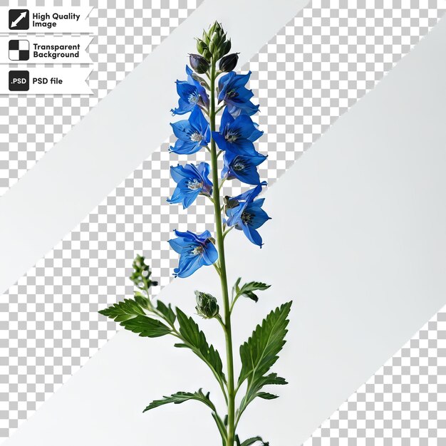 PSD una foto di un fiore che dice fiori blu