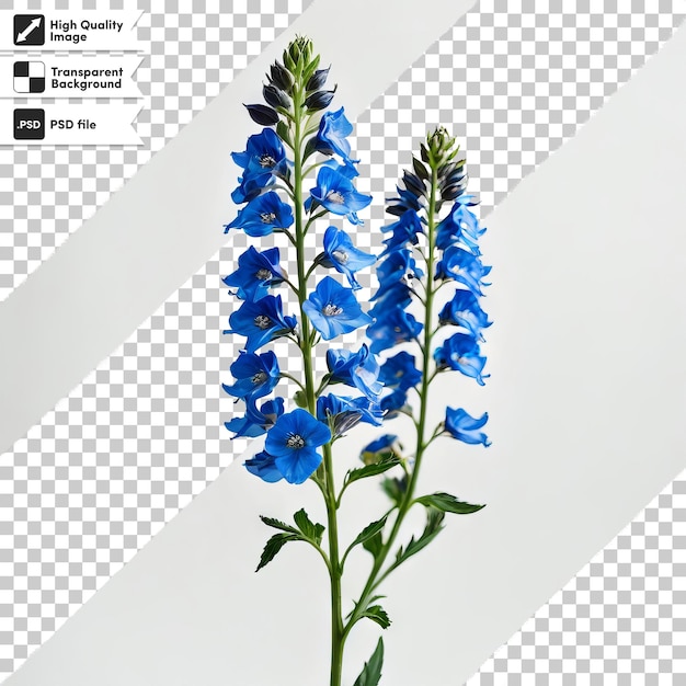 PSD una foto di un fiore che dice fiori blu
