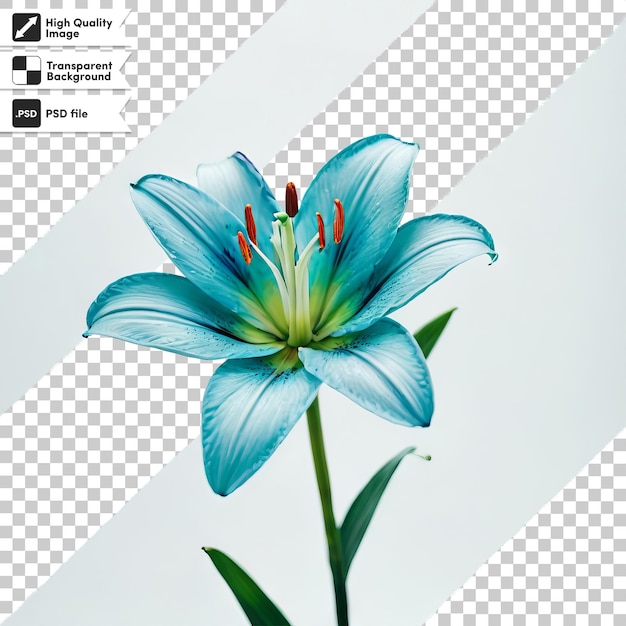 PSD a picture of a flower that says  blue lily