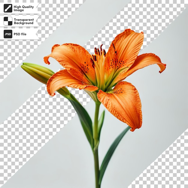 A picture of a flower that says  lily  on it